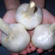 Лук причесночный Рокамболь на посадку - почтой, в Москве