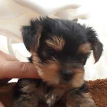 Ребенок Йорк, в Бахчисарае