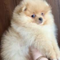 Померанский шпиц, в г.Берлин