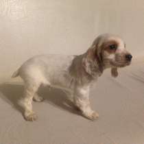 Продаю щенков русского охотничьего спаниеля, в Липецке