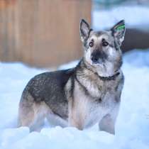 Мини-овчарка Лайма в добрые руки, в Мытищи