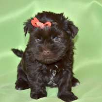 Щенки шоколадных йорков, в Санкт-Петербурге