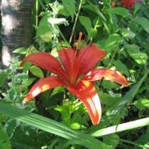 Дачный участок в центре города ищет хозяина, в Севастополе