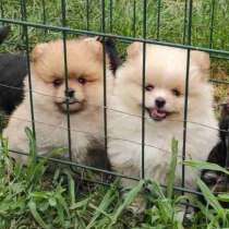 Померанский шпиц, в г.Стамбул