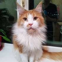 Пропал кот Мейн кун в районе ленинской налоговой, в г.Бишкек