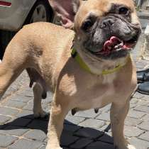 Отдам в хорошие руки девочку французского бульдога, в г.Боскореале