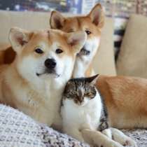 Щенки Акита инц, в г.Минск