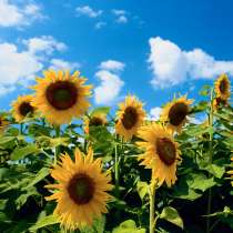 Закупаем подсолнечник масличный ГОСТ и кислотный, в Калуге