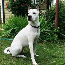 Добрая, умная, невероятно красивая собака ищет дом, в Санкт-Петербурге