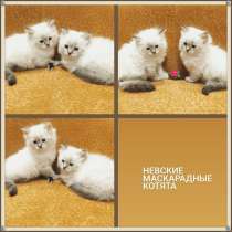Невские котята, в Москве