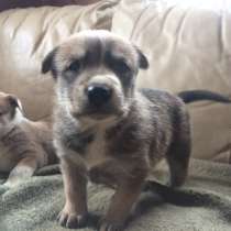 Два щенка австралийской пастушьей собаки, в Санкт-Петербурге