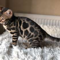 Бенгальская девочка в разведение, в г.Ханой