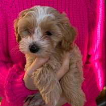 Maltipoo F - 1.Boy, в г.Birkenhof