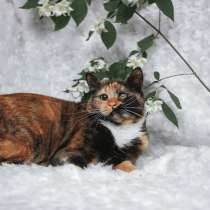 КОШКА ФРЕНКИ В ДАР! ОСОБЕННЫЙ ГЛАЗИК!, в г.Минск