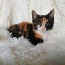 Трехцветный котенок, девочка ласкуша, в Санкт-Петербурге
