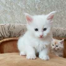 Парни Мейн Кун, в Москве