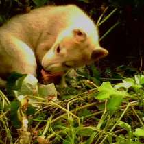 Щенки собак охотничьих пород с документами, в Ростове-на-Дону