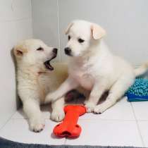 Милейшие, обаятельные щеночки Софи и Алиса в добрые руки, в Москве