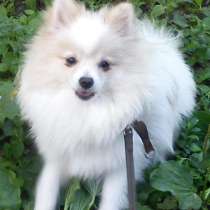 Мальчик шпица, в Симферополе