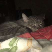 Передержка животных на время отпуска, в Красногорске