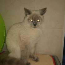 Продается кошка, в Новороссийске