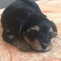 Йоркширские терьеры, в Зеленограде