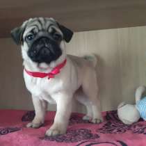 Щенки мопса-доставка по России, в Новосибирске