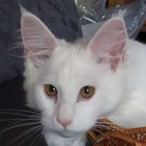 Кошка мей кун, в г.Ma`agan Mikha'el