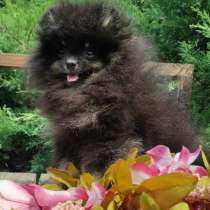 Померанский шпиц. Black tan, в г.Гамбург