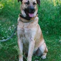 Незаменимый пёс-помощник в загородный дом, в Санкт-Петербурге