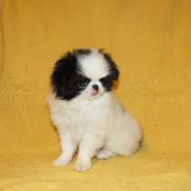 Щенок японского хина, мальчик, в Санкт-Петербурге