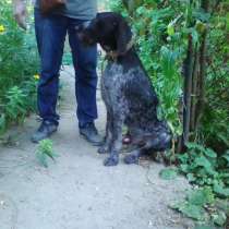 Щенок дратхаара с документами, в Ростове-на-Дону