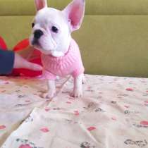 French Bulldog puppy, в г.Berlin