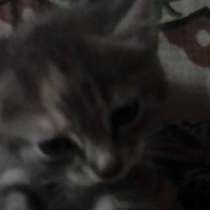 Котёнок, в Владивостоке