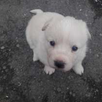 Отдам щенят в хорошие руки, в г.Талдыкорган