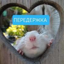 Передержка грызунов, черепах, в Москве