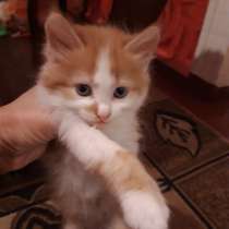 Котята, в Армавире