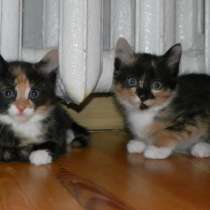 Котята в хорошие руки, в Москве