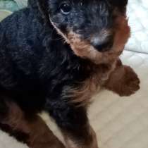 Продам щенков породы эрдельтерьер, в Симферополе