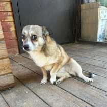 Малюсенькая диванная собачка ищет дом, в Санкт-Петербурге