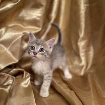 Игривые котята - малыши в добрые руки!, в Москве