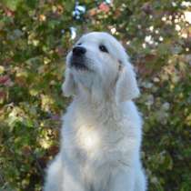 Щенки золотистого ретривера, в Симферополе