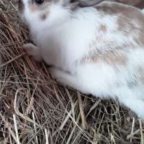 Красивые карликовые крольчата. Рыжие и белые. Звоните, в Дзержинске