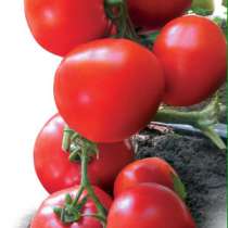Семена томата  ЯДВИГА F1 (КИТАНО), в Аксае