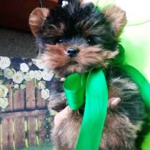 Чудесный мальчик йорк, в Москве