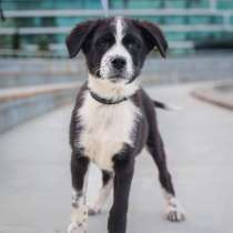 Ищу родителей! В добрые руки, в Москве