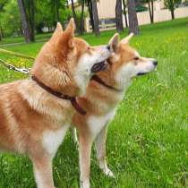 Щенки Акита ину, в г.Минск