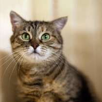Дуся, кошечка из Вашего детства в добрые руки, в Москве