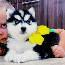 Красивые малыши сибирские щеночки, в Липецке