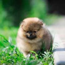 Щенки Померанского Шпица, в Кирове